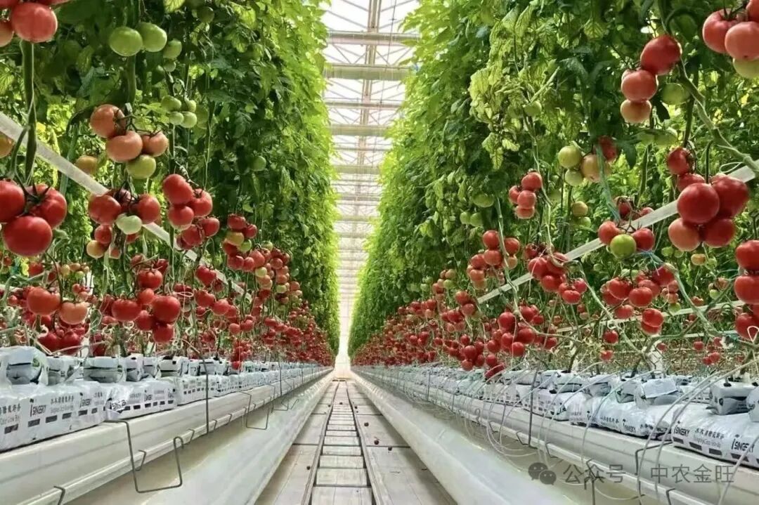 1765526673642088.jpg 1765526673642088.jpg